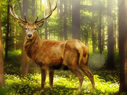 Мистична залезна гориста местност